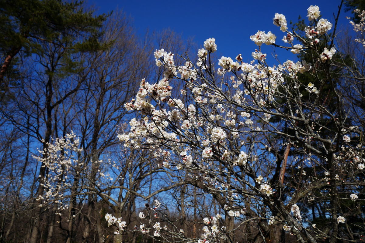 梅の森林公園_c0252688_14125195.jpg