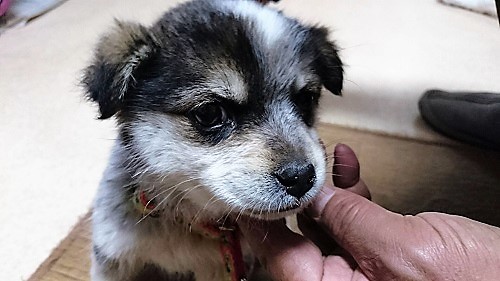 ミラちゃん_c0337990_17070573.jpg