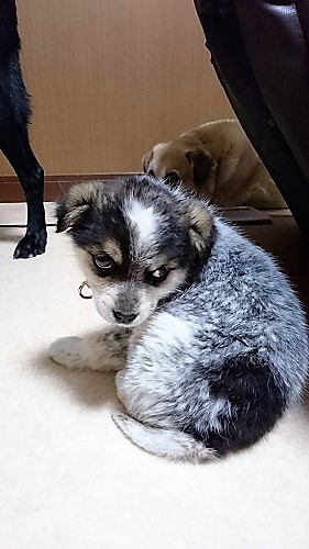 ミラちゃん_c0337990_17071934.jpg