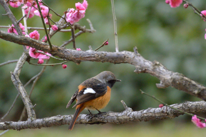 2017 02 24 病院はしごの鳥さん撮影_a0143491_23371668.jpg