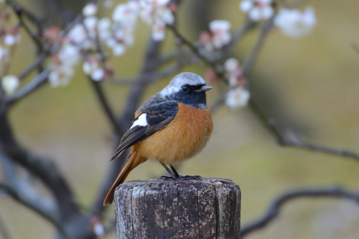 2017 02 24 病院はしごの鳥さん撮影_a0143491_23374340.jpg