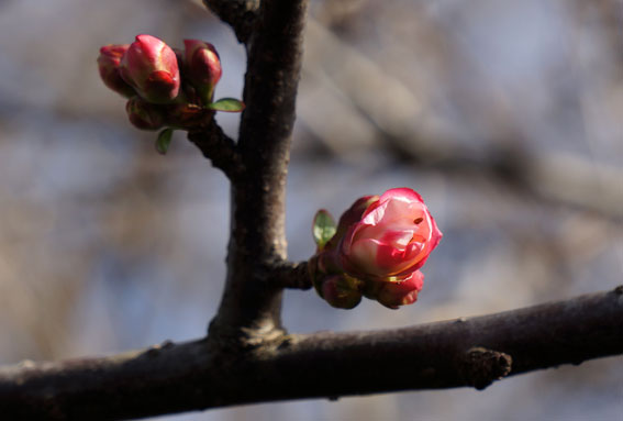 ぼけずに咲いたボケの花_b0145296_16261590.jpg