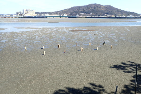 名勝和歌の浦クリーンアップ　片男波海岸_c0367107_13422465.jpg