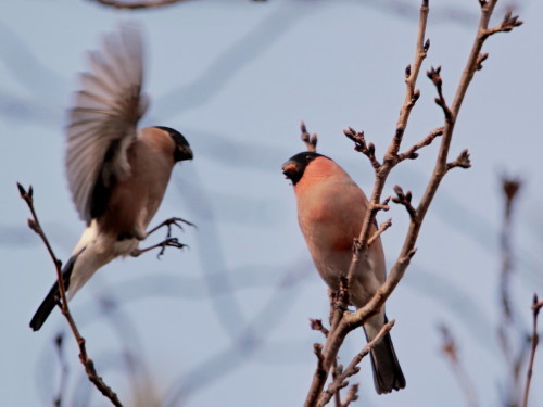 アカウソ♀飛来　　ＡＧＳ_d0346713_19493822.jpg