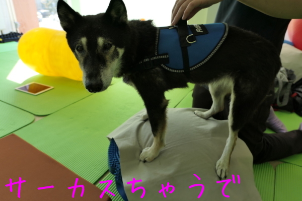 f0369014_15220710.jpg