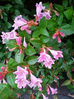 c0074721_14572022.jpg