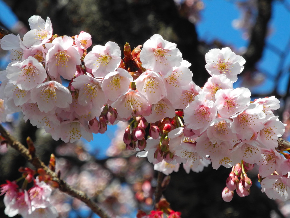 河津桜_c0077431_16232286.jpg