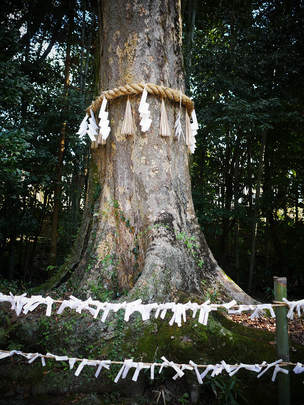 おみくじ二百円_e0374932_06514195.jpg