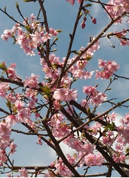 sakura_f0233440_22241338.jpg