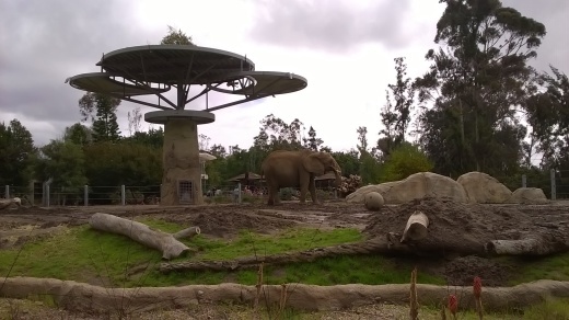 サンディエゴ ～サンディエゴ動物園（１）～_e0351841_17215969.jpg