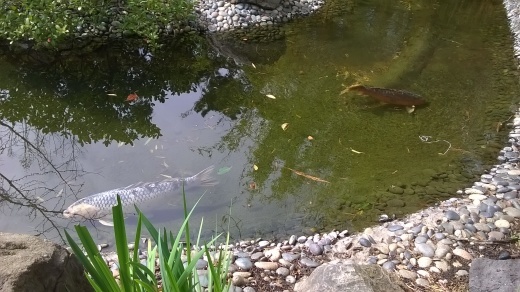 サンディエゴ ～サンディエゴ動物園（１）～_e0351841_17320790.jpg