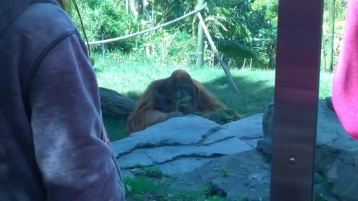 サンディエゴ ～サンディエゴ動物園（１）～_e0351841_17334894.jpg