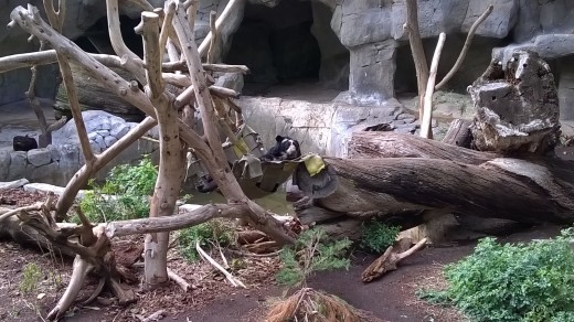 サンディエゴ ～サンディエゴ動物園（１）～_e0351841_18033486.jpg