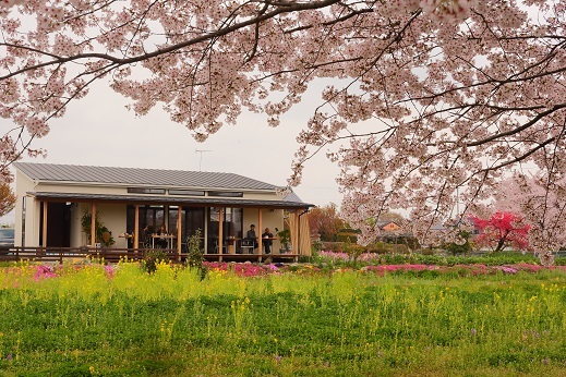SAKURA FESTIVAL 2017 のお知らせ_d0237446_13105450.jpg