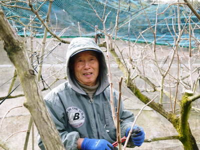 太秋柿 今年も匠の剪定と誘引作業で、本物と呼べる太秋柿を育て上げる匠_a0254656_17495345.jpg