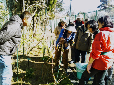 2017年2月月例会「剪定作業」_a0094959_15193204.jpg