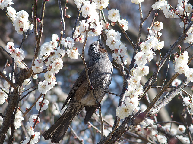 青葉の森公園の梅 （2017/2/19）_b0006870_20103415.jpg