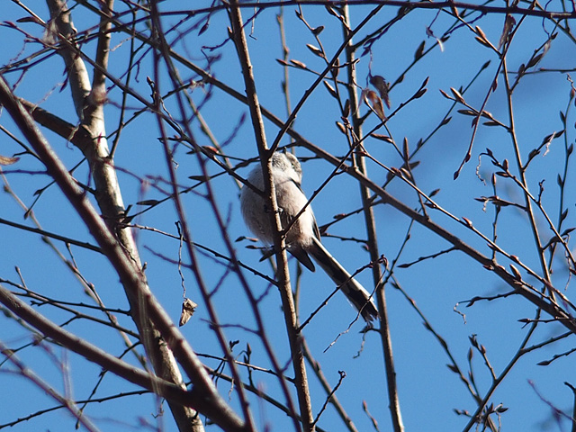 青葉の森公園の梅 （2017/2/19）_b0006870_2044533.jpg