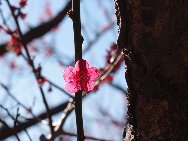 青葉の森公園の梅 （2017/2/19）_b0006870_2083395.jpg