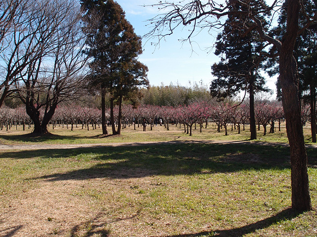 青葉の森公園の梅 （2017/2/19）_b0006870_208730.jpg