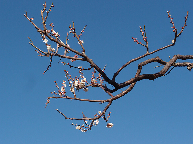 青葉の森公園の梅 （2017/2/19）_b0006870_2095485.jpg