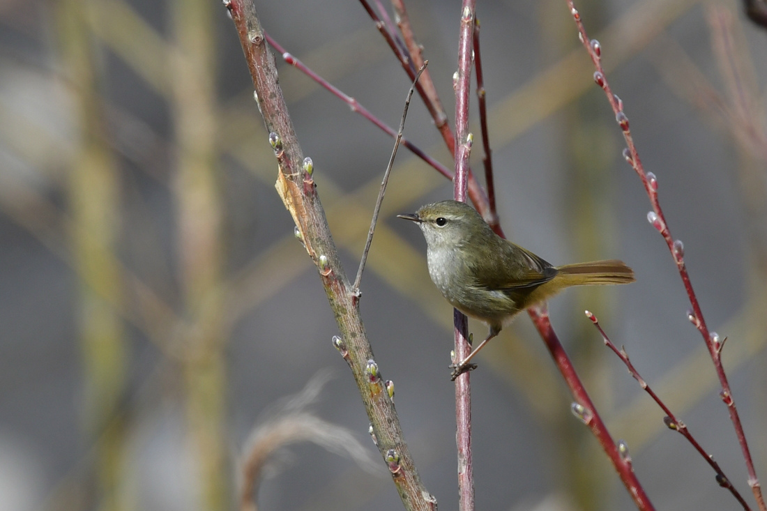 河原の鳥さん　ウグイス　ベニマシコ　カワセミ_f0053272_23302001.jpg