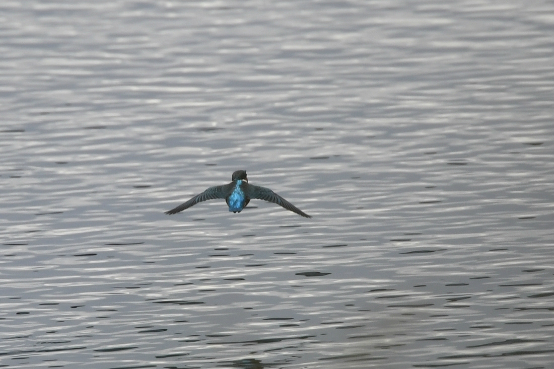 河原の鳥さん　ウグイス　ベニマシコ　カワセミ_f0053272_23335981.jpg