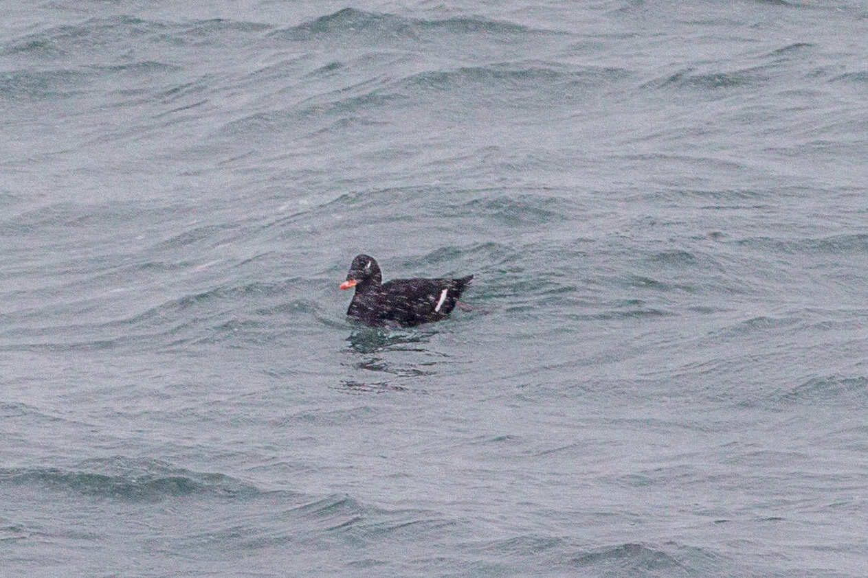 冬の北海道旅行その16　(納沙布岬　ハシブトウミガラス、ウミスズメ、ビロードキンクロ)_a0052080_17461664.jpg