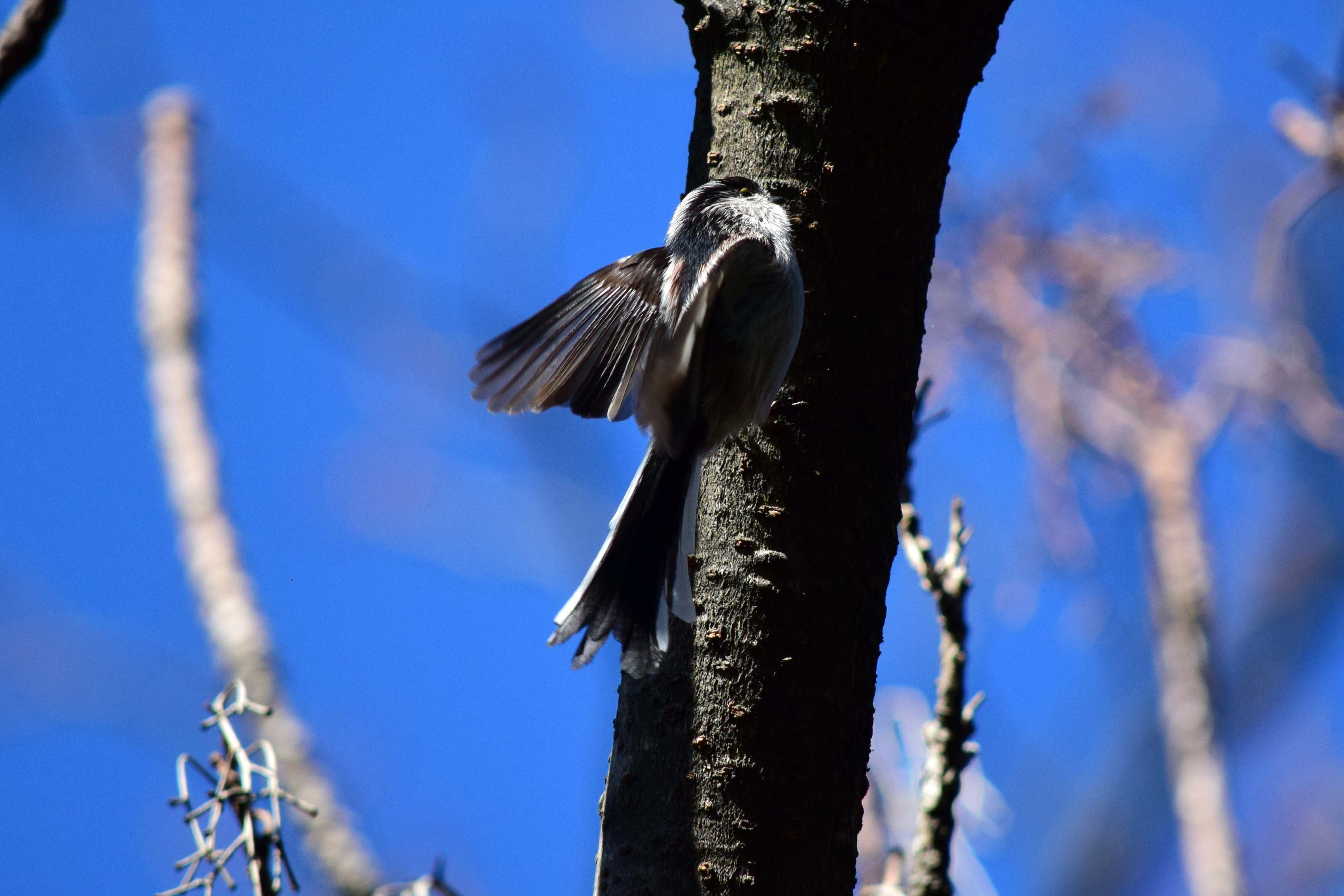 明治神宮の鳥さんたち_a0127090_10133035.jpg