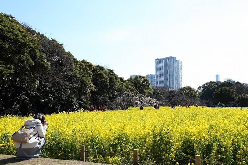 菜の花美女、ウメジロー、そして菜の花ヒヨドリ（浜離宮恩賜庭園）_b0291402_08163703.jpg