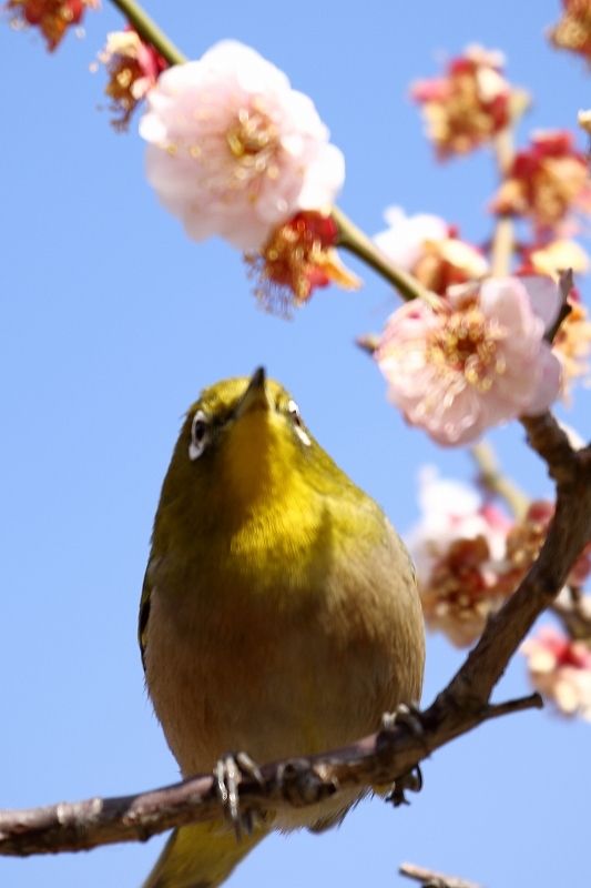 菜の花美女、ウメジロー、そして菜の花ヒヨドリ（浜離宮恩賜庭園）_b0291402_08173989.jpg