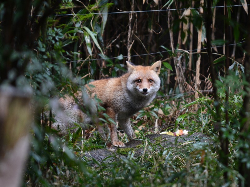 雨の朝のコウシロウ君_a0164204_11203709.jpg