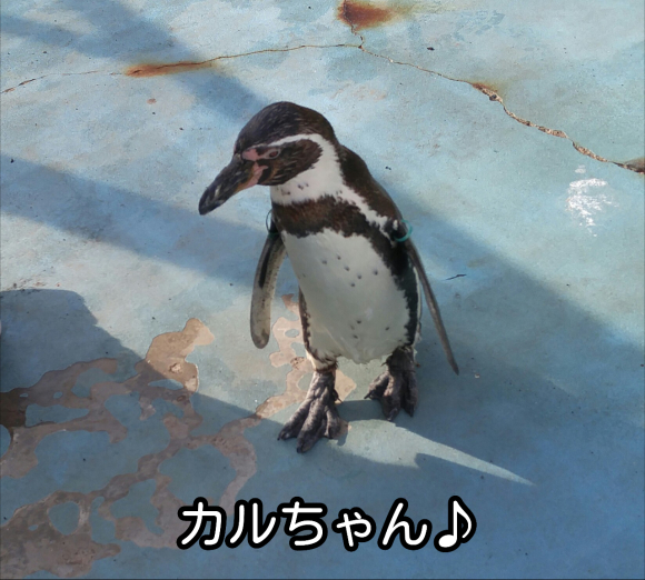 ペンギン♪_d0347205_20530121.jpg