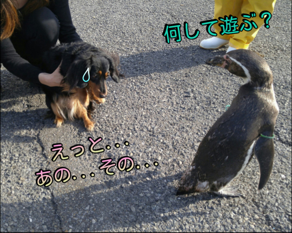 ペンギン♪_d0347205_20540106.jpg