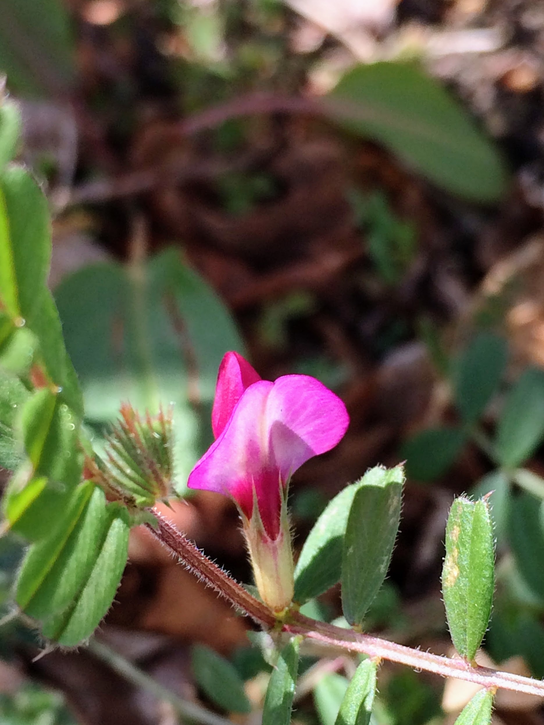 沈丁花と野の花_b0180709_20370729.jpg