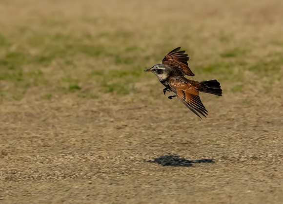 2月4日、淀川河川公園にて…ツグミ特集_f0363618_21314754.jpg