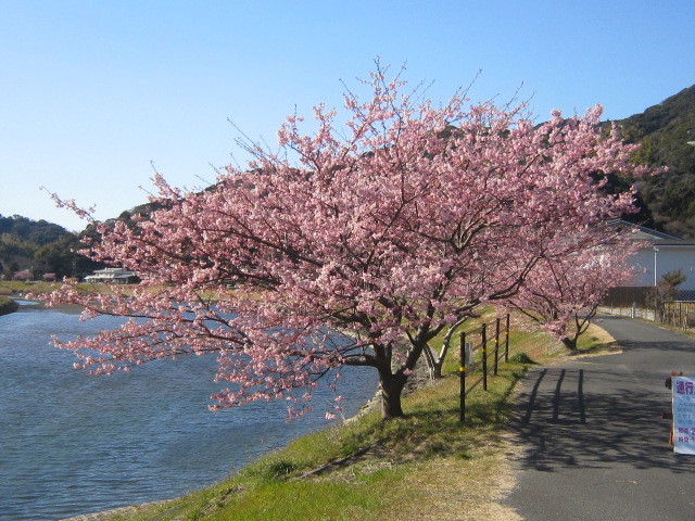 ♪一足早い春★河津桜＆菜の花_d0162225_16045965.jpg