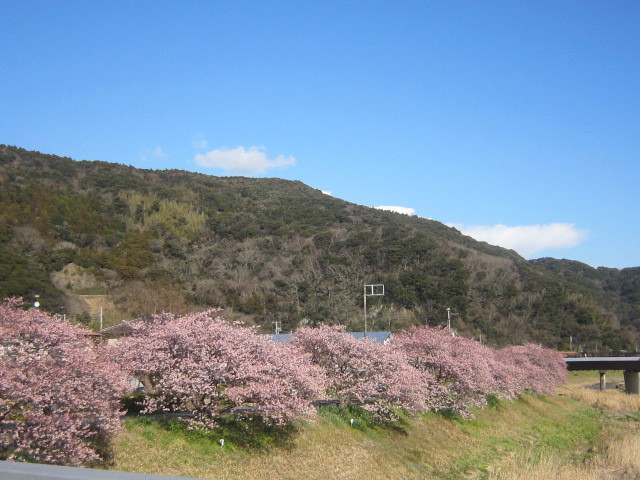 ♪一足早い春★河津桜＆菜の花_d0162225_16073171.jpg