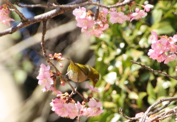 河津桜とメジロ・スズメ・何鳥？_f0320825_11025927.jpg