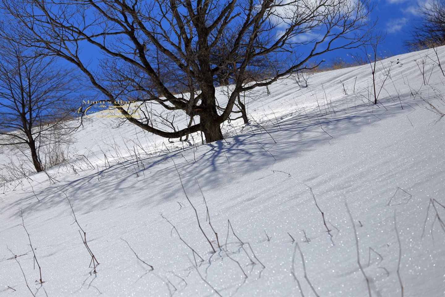 まゝに/2月の散策/晩冬の霧ヶ峰2_d0342426_11520558.jpg