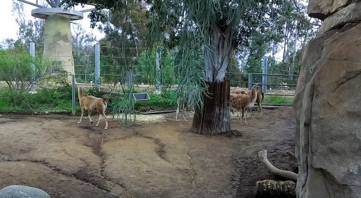 サンディエゴ サンディエゴ動物園 ３ プー太郎 こぐれん のカリフォルニア生活記