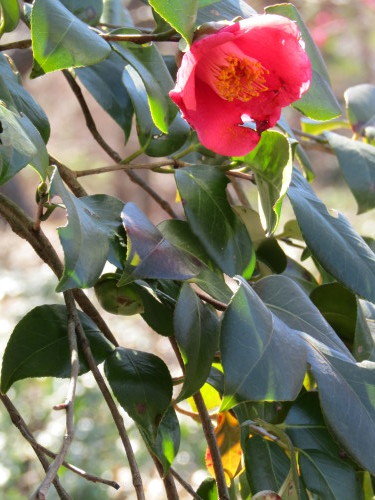 2月２７日   やはり日本を感じるのは桜ですね。_f0117041_16411956.jpg