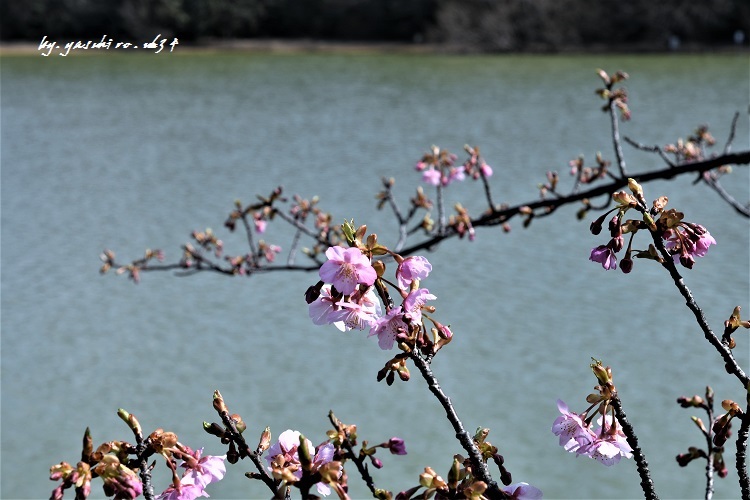 咲き始めて「河津桜」_b0343543_20474944.jpg