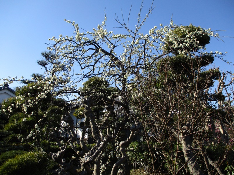 Secret Hideaway: Kagaya Shinden Kaisho and its garden_e0046748_23500776.jpg