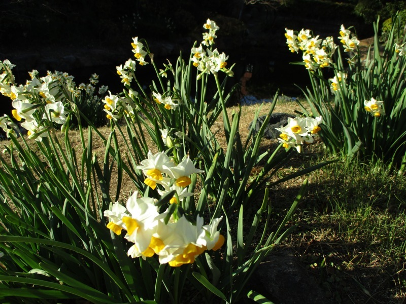 Secret Hideaway: Kagaya Shinden Kaisho and its garden_e0046748_23522744.jpg