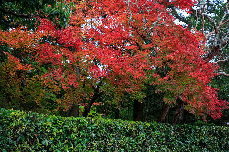 京都の紅葉2016 禅華院の秋_f0155048_23212697.jpg