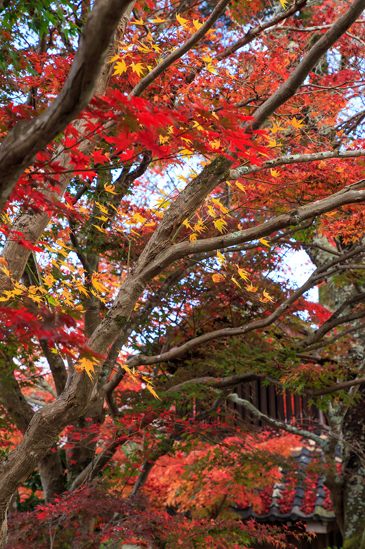 京都の紅葉2016 禅華院の秋_f0155048_23221725.jpg