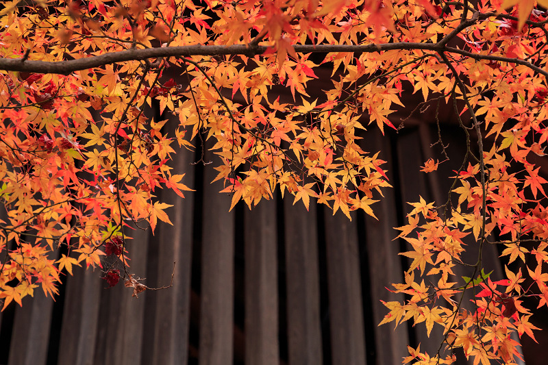 京都の紅葉2016 禅華院の秋_f0155048_23222215.jpg