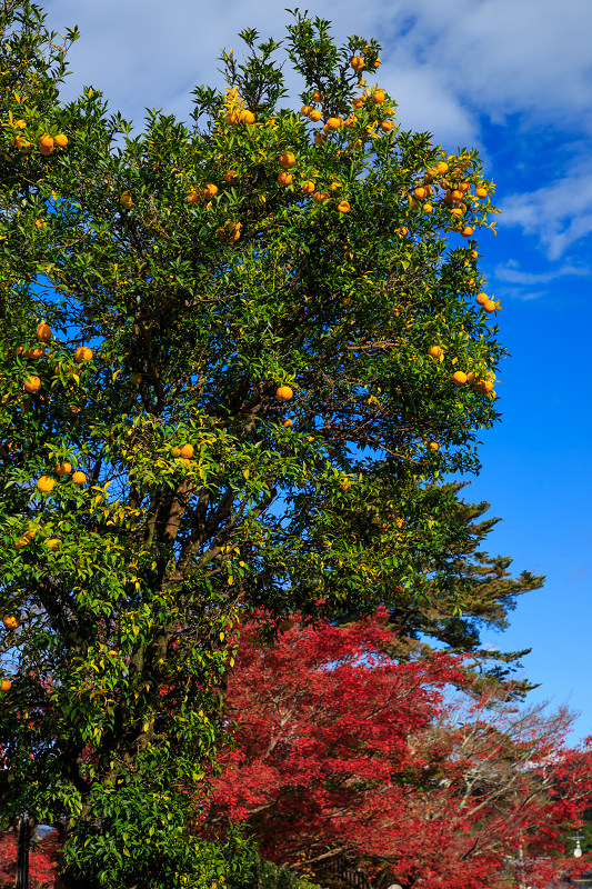 京都の紅葉2016 禅華院の秋_f0155048_2323205.jpg