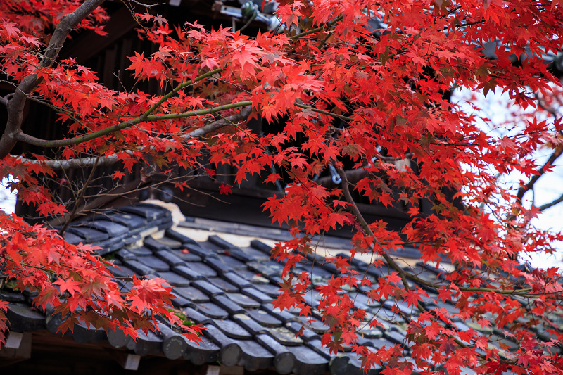 京都の紅葉2016 禅華院の秋_f0155048_23234218.jpg